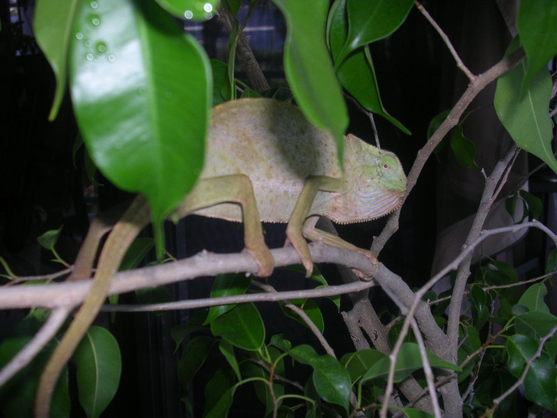 senegal chameleon; DISPLAY FULL IMAGE.