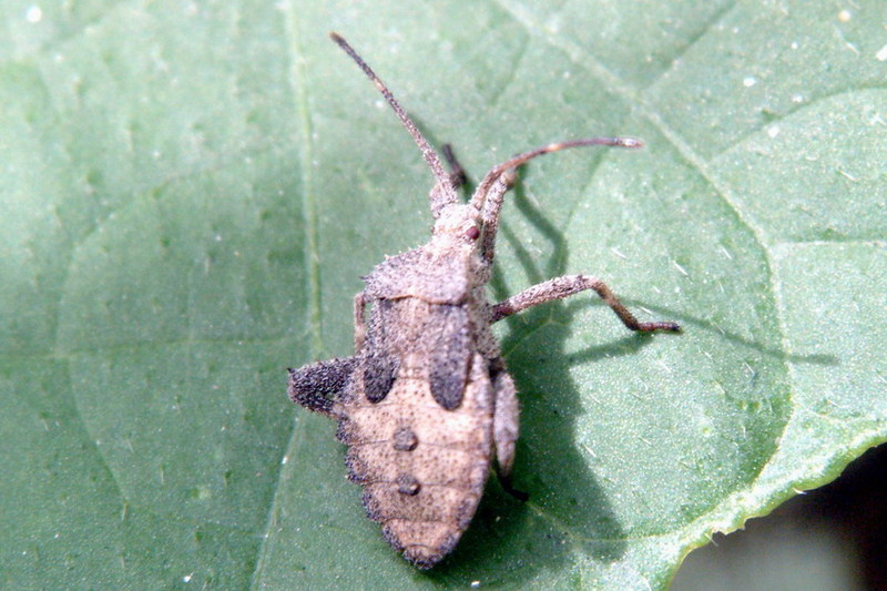 Squash Bug nymph {!--이름모를 허리노린재류의 약충-->; DISPLAY FULL IMAGE.