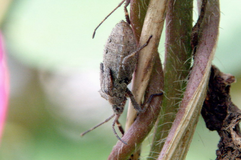 Squash Bug nymph {!--이름모를 허리노린재류의 약충-->; DISPLAY FULL IMAGE.
