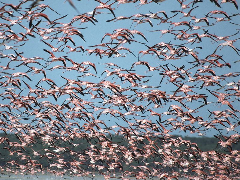 [Daily Photos 08 August 2005] Flock of Greater Flamingos, Ria Celestun Biosphere Reserve, Mexico; DISPLAY FULL IMAGE.