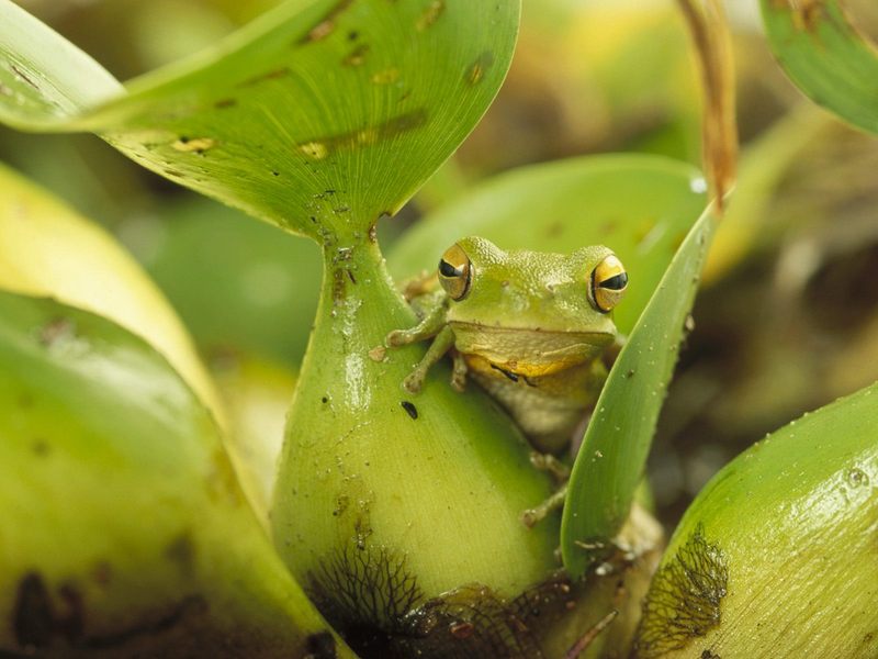 [Daily Photos 08 August 2005] Green Frog, Southern Brazil; DISPLAY FULL IMAGE.