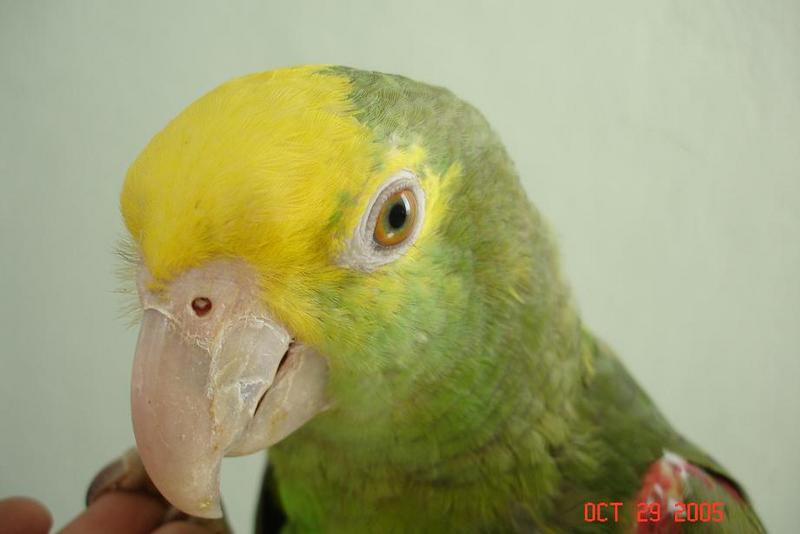 Amazona Oratrix 7 months old.; DISPLAY FULL IMAGE.