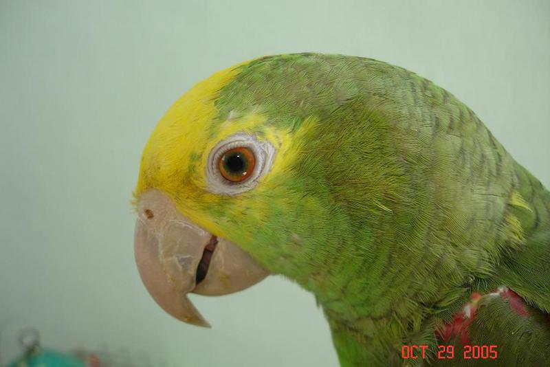 Amazona Oratrix 7 months old.; DISPLAY FULL IMAGE.