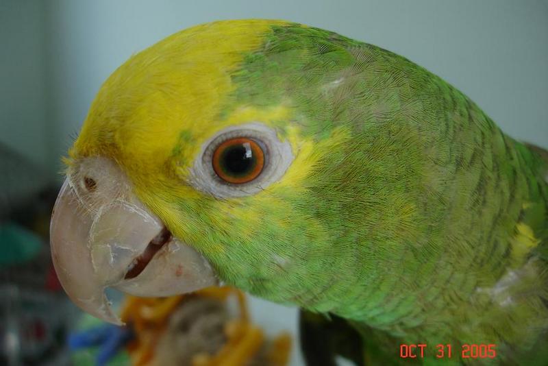 Amazona Oratrix 7 months old.; DISPLAY FULL IMAGE.