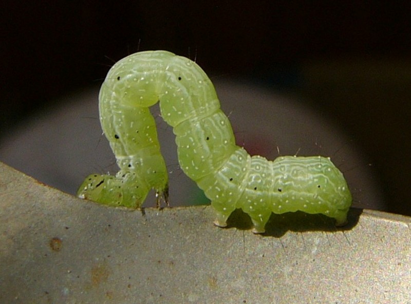 fat caterpillar 3; DISPLAY FULL IMAGE.