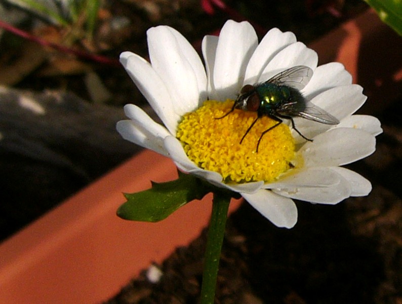 fly sunning 1; DISPLAY FULL IMAGE.