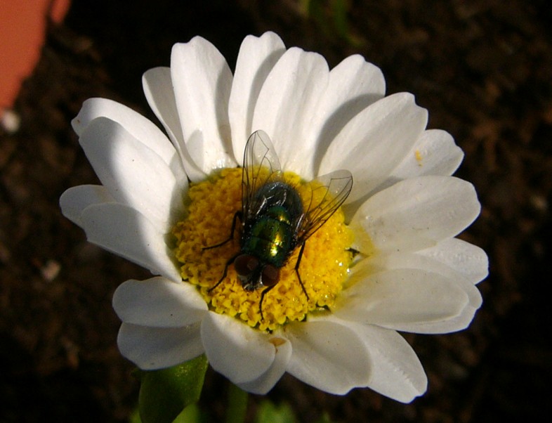 fly sunning 3; DISPLAY FULL IMAGE.