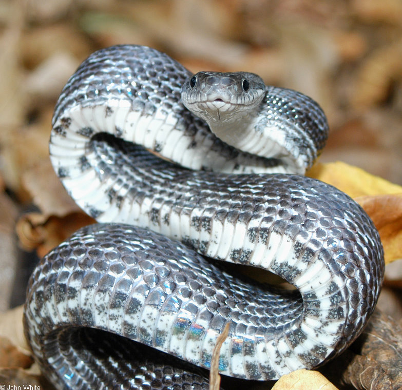Upset Black Rat Snake (Elaphe obsoleta obsoleta); DISPLAY FULL IMAGE.