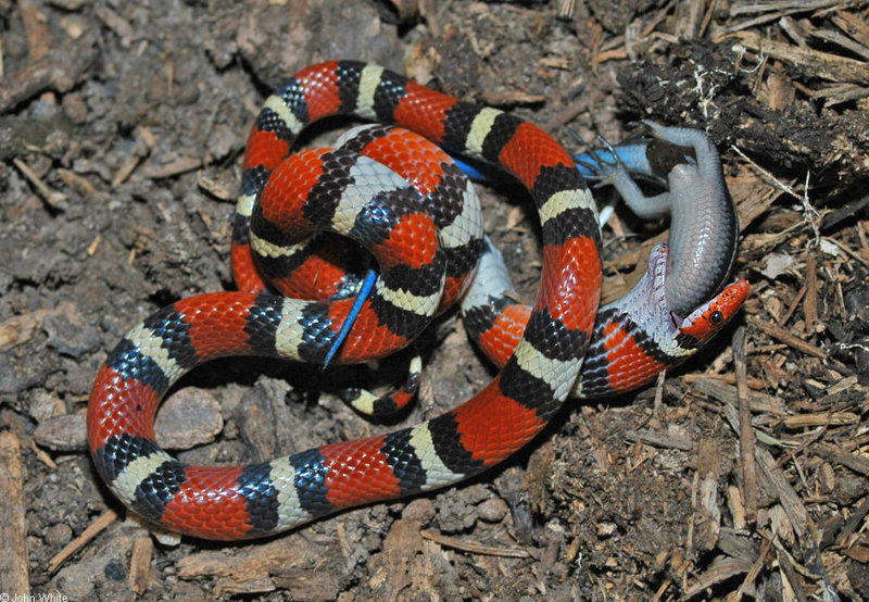 Scarlet Kingsnake (Lampropeltis triangulum); DISPLAY FULL IMAGE.