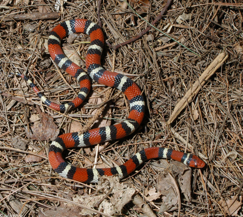 Scarlet Kingsnake (Lampropeltis triangulum); DISPLAY FULL IMAGE.