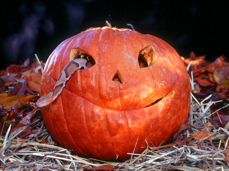 My Halloween photos (Sorry, no cats!) - Northern Copperhead (Agkistrodon contortrix mokasen); DISPLAY FULL IMAGE.