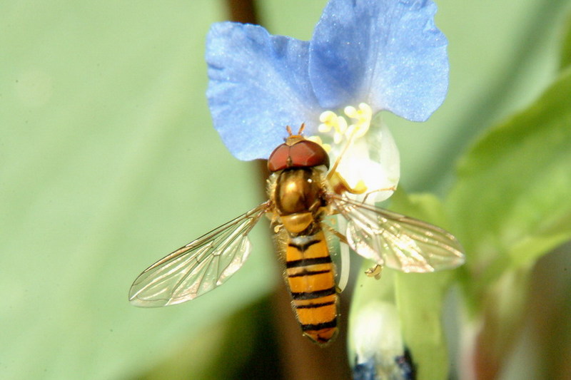 Episyrphus balteatus (Marmelade hoverfly) {!--호리꽃등에-->; DISPLAY FULL IMAGE.