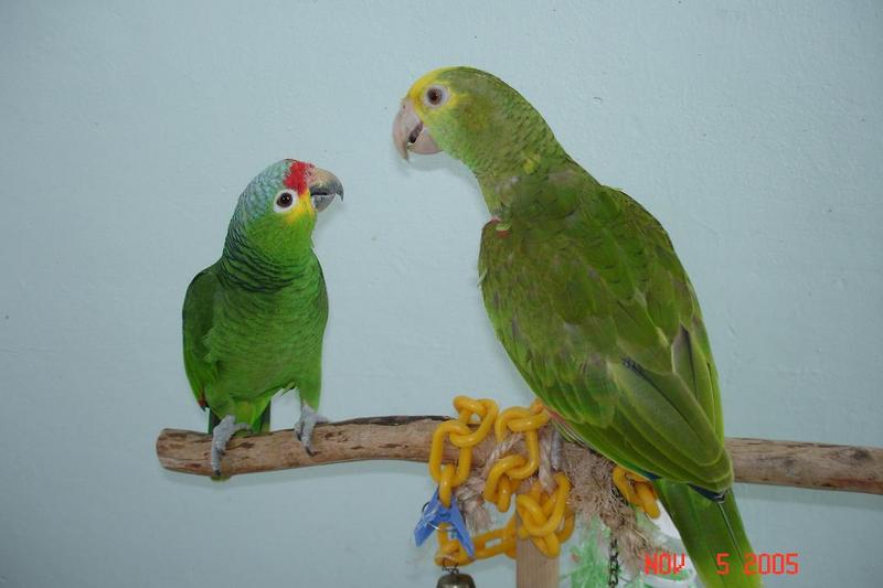 Amazona autumnalis and Amazona Oratrix.; DISPLAY FULL IMAGE.