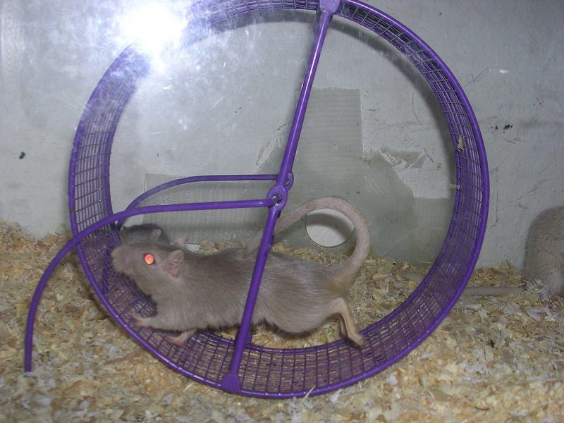 Female gerbil running in wheel; DISPLAY FULL IMAGE.