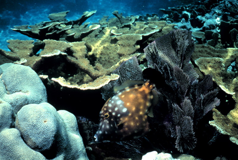 American Whitespotted Filefish (Cantherhines macrocerus) {!--흰별쥐치-->; DISPLAY FULL IMAGE.