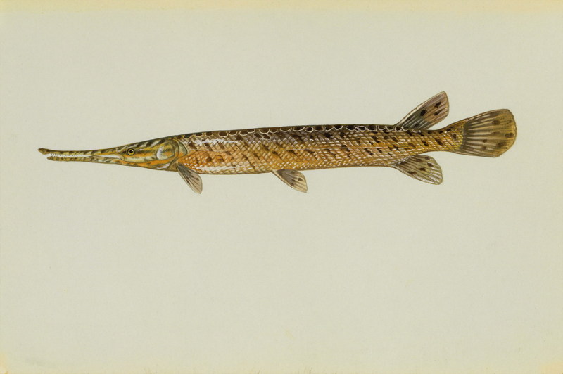 Spotted Gar (Lepisosteus oculatus) {!--줄점꼬치고기(민물꼬치고기과)-->; DISPLAY FULL IMAGE.