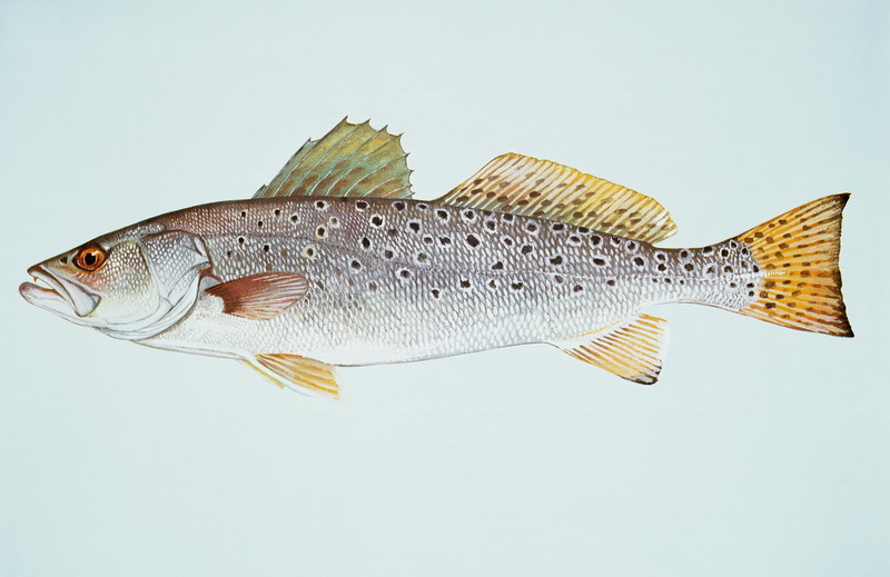 Spotted Seatrout (Cynoscion nebulosus) {!--점박이바다송어-->; DISPLAY FULL IMAGE.