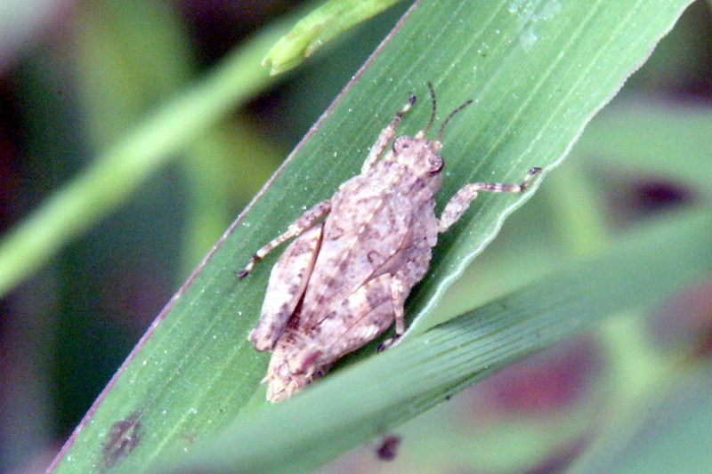 Very small Pygmy Grasshopper {!--이름모를 모메뚜기 종류-->; DISPLAY FULL IMAGE.