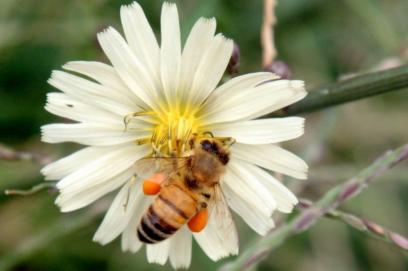 Apis mellifera (Western Honeybee) {!--꿀벌(양봉)-->; DISPLAY FULL IMAGE.