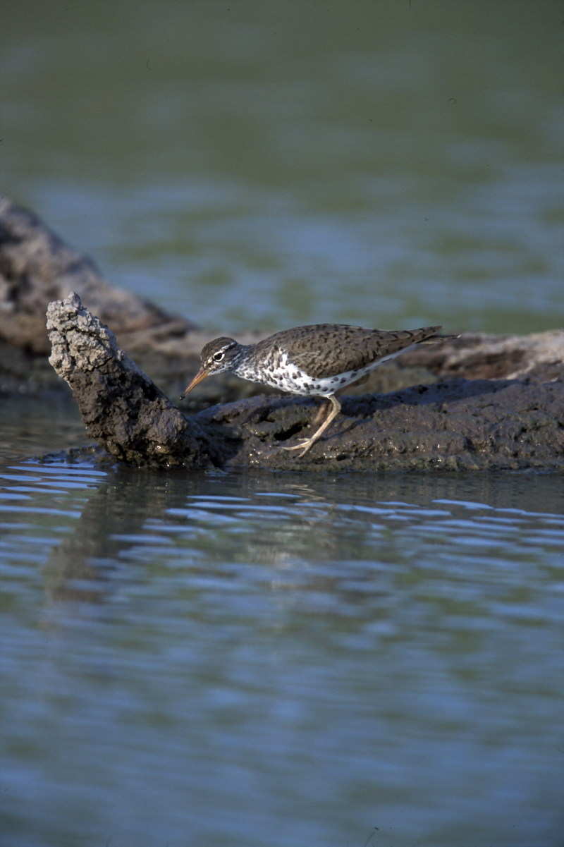 Spotted Sandpiper (Actitis macularia) {!--점박이도요-->; DISPLAY FULL IMAGE.