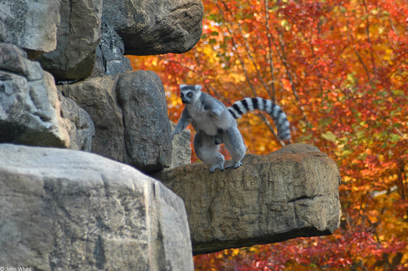 Ring-tailed Lemur (Lemur catta) 2; DISPLAY FULL IMAGE.