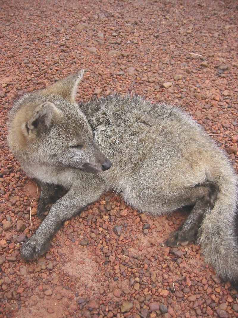 Rupununi fox; DISPLAY FULL IMAGE.