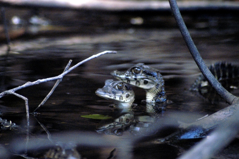 Baby Guyana black caiman; DISPLAY FULL IMAGE.