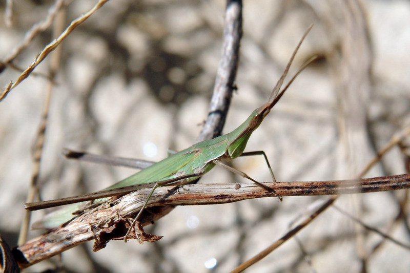 Acrida cinerea (Green Hopper) {!--방아깨비-->; DISPLAY FULL IMAGE.