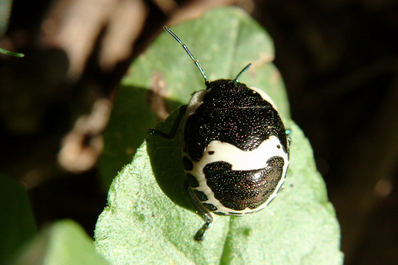 Poecilocoris lewisi (Clown Stink Bug nymph) {!--광대노린재(약충)-->; DISPLAY FULL IMAGE.