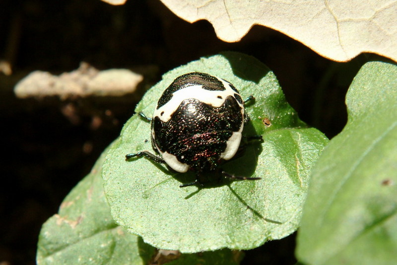 Poecilocoris lewisi (Clown Stink Bug nymph) {!--광대노린재(약충)-->; DISPLAY FULL IMAGE.