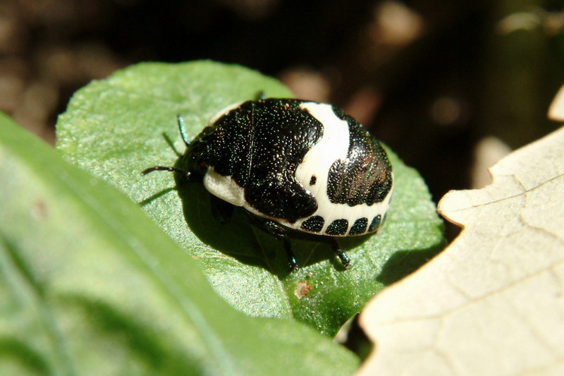 Poecilocoris lewisi (Clown Stink Bug nymph) {!--광대노린재(약충)-->; DISPLAY FULL IMAGE.