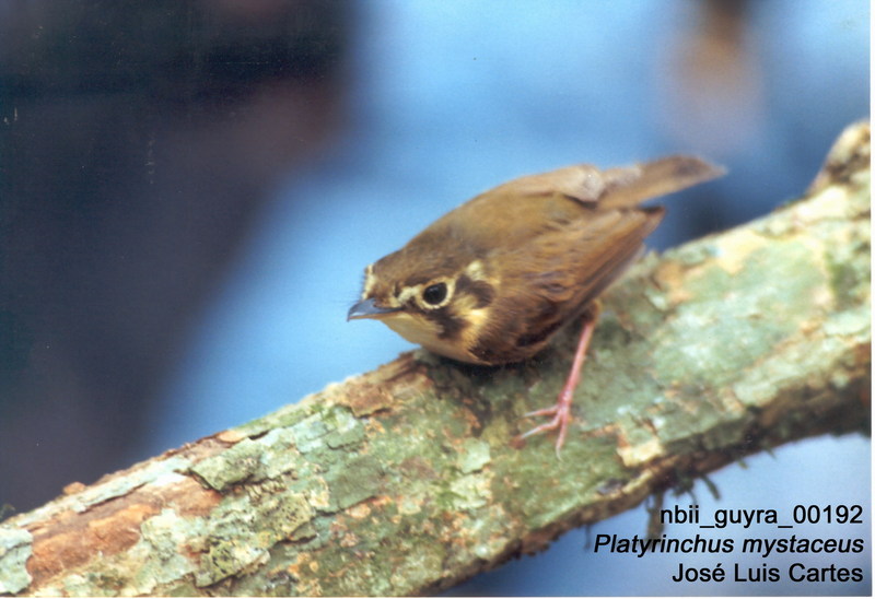 White-throated Spadebill (Platyrinchus mystaceus) {!--흰목가래부리딱새-->; DISPLAY FULL IMAGE.