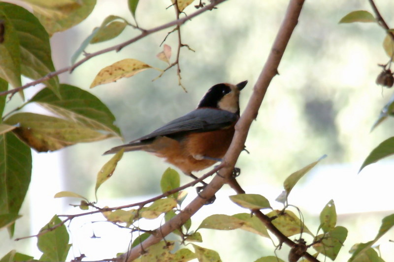 Parus varius (Varied Tit) {!--곤줄박이-->; DISPLAY FULL IMAGE.