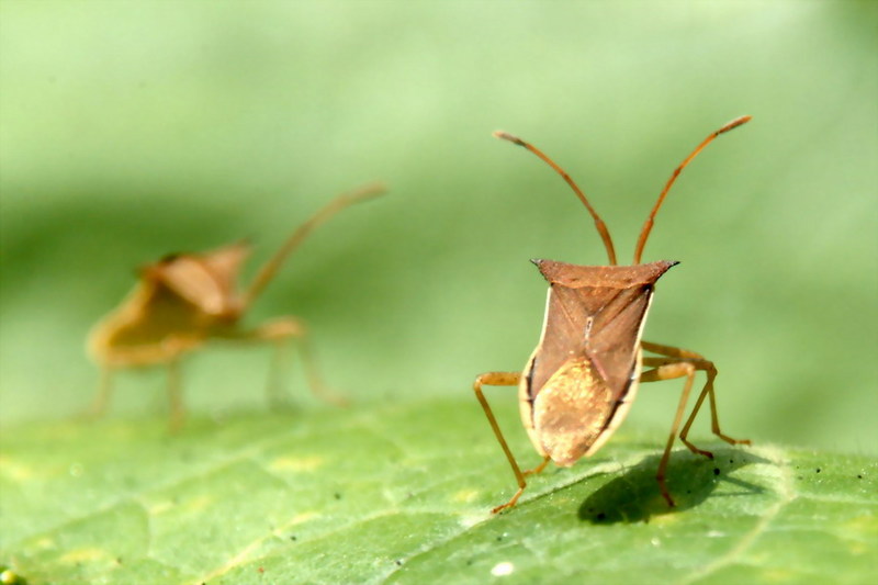 Cletus punctiger (Squash bug) {!--시골가시허리노린재-->; DISPLAY FULL IMAGE.