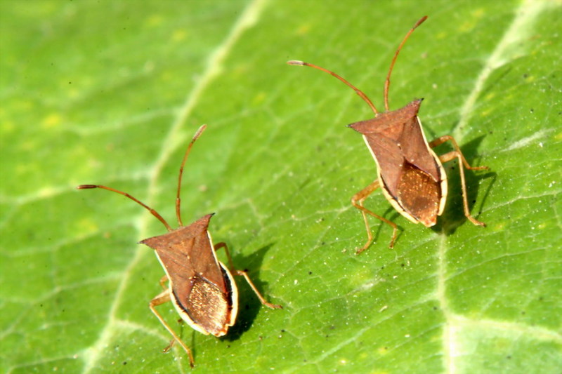Cletus punctiger (Squash bug) {!--시골가시허리노린재-->; DISPLAY FULL IMAGE.