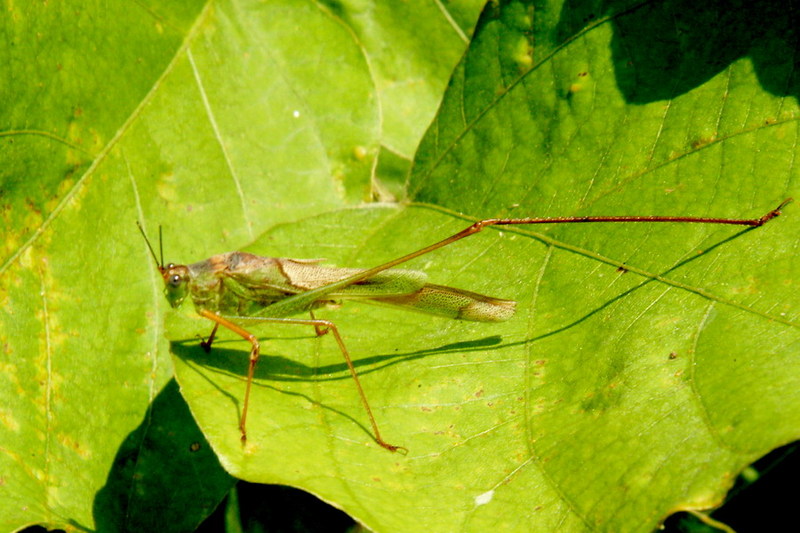 Phaneroptera falcata (Sickle-bearing bush-cricket) {!--실베짱이-->; DISPLAY FULL IMAGE.