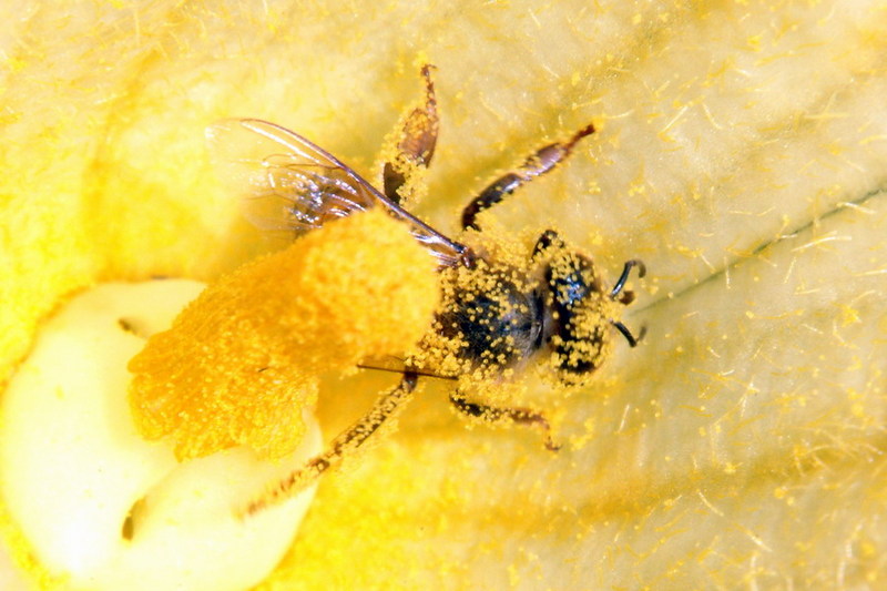 Apis mellifera (Western Honeybee) {!--꿀벌(양봉)-->; DISPLAY FULL IMAGE.