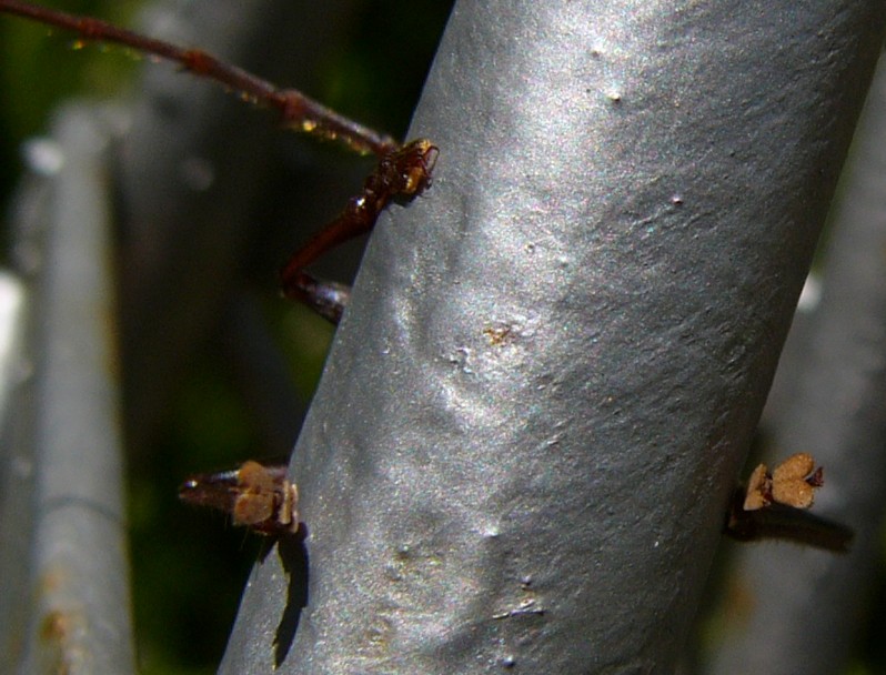 What is it?; DISPLAY FULL IMAGE.