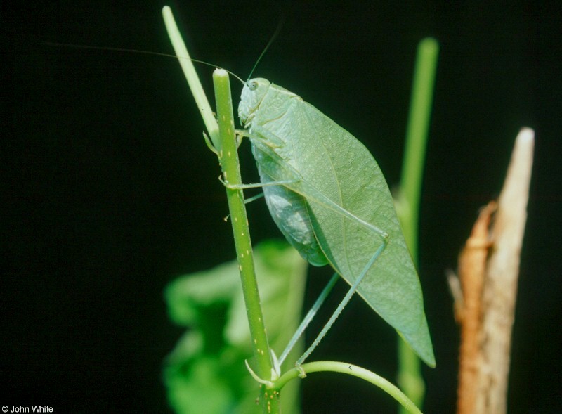 Angular-winged Katydid (Microcentrum retinerve); DISPLAY FULL IMAGE.