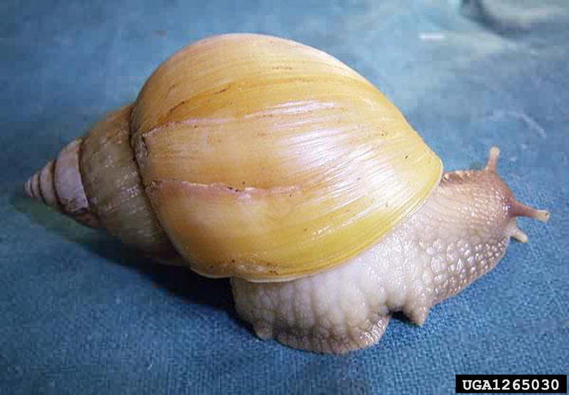 Giant East African Snail (Achatina fulica) {!--아프리카왕달팽이-->; DISPLAY FULL IMAGE.