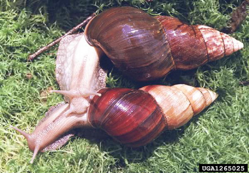 Giant East African Snail (Achatina fulica) {!--아프리카왕달팽이-->; DISPLAY FULL IMAGE.