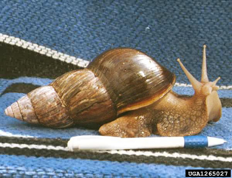 Giant East African Snail (Achatina fulica) {!--아프리카왕달팽이-->; DISPLAY FULL IMAGE.