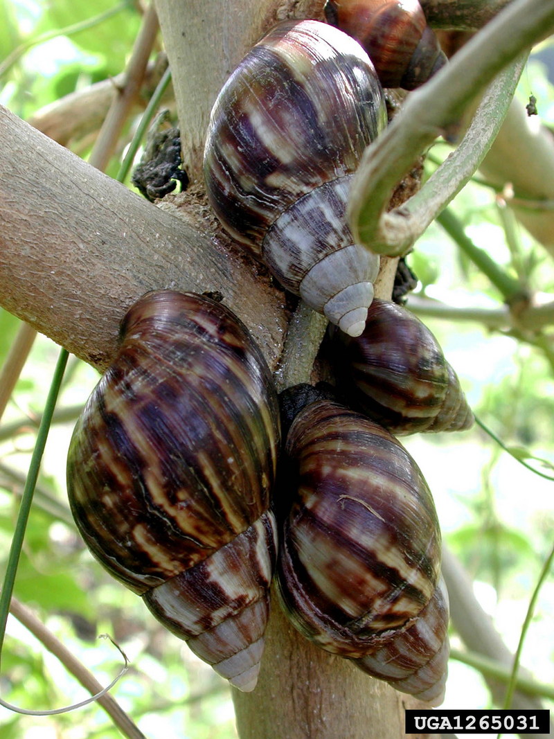 Giant East African Snail (Achatina fulica) {!--아프리카왕달팽이-->; DISPLAY FULL IMAGE.