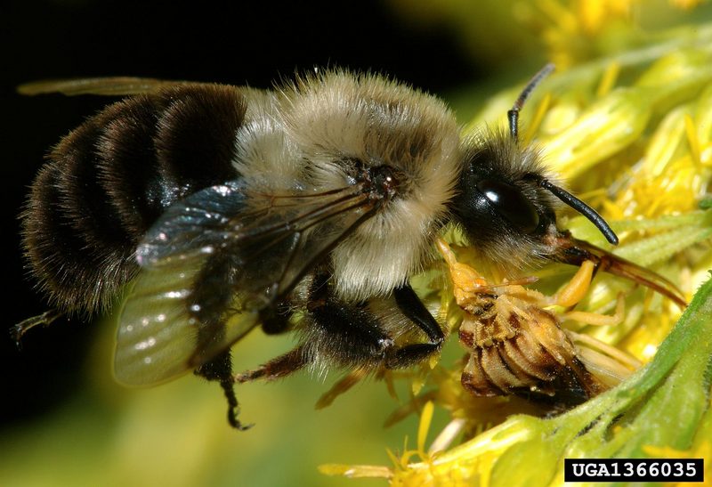 Ambush Bug (Phymata americana) {!--미국사마귀침노린재-->; DISPLAY FULL IMAGE.