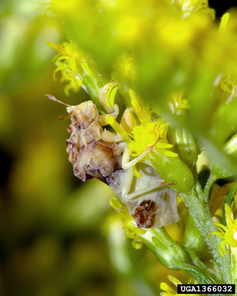 Ambush Bug (Phymata americana) {!--미국사마귀침노린재-->; DISPLAY FULL IMAGE.