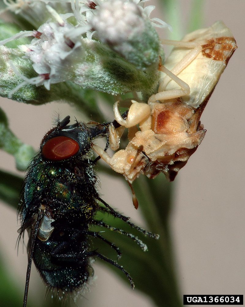 Ambush Bug (Phymata americana) {!--미국사마귀침노린재-->; DISPLAY FULL IMAGE.