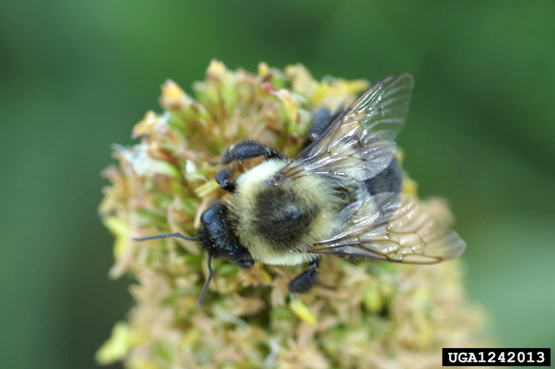 Bumble Bee (Bombus sp.) {!--호박벌류-->; DISPLAY FULL IMAGE.