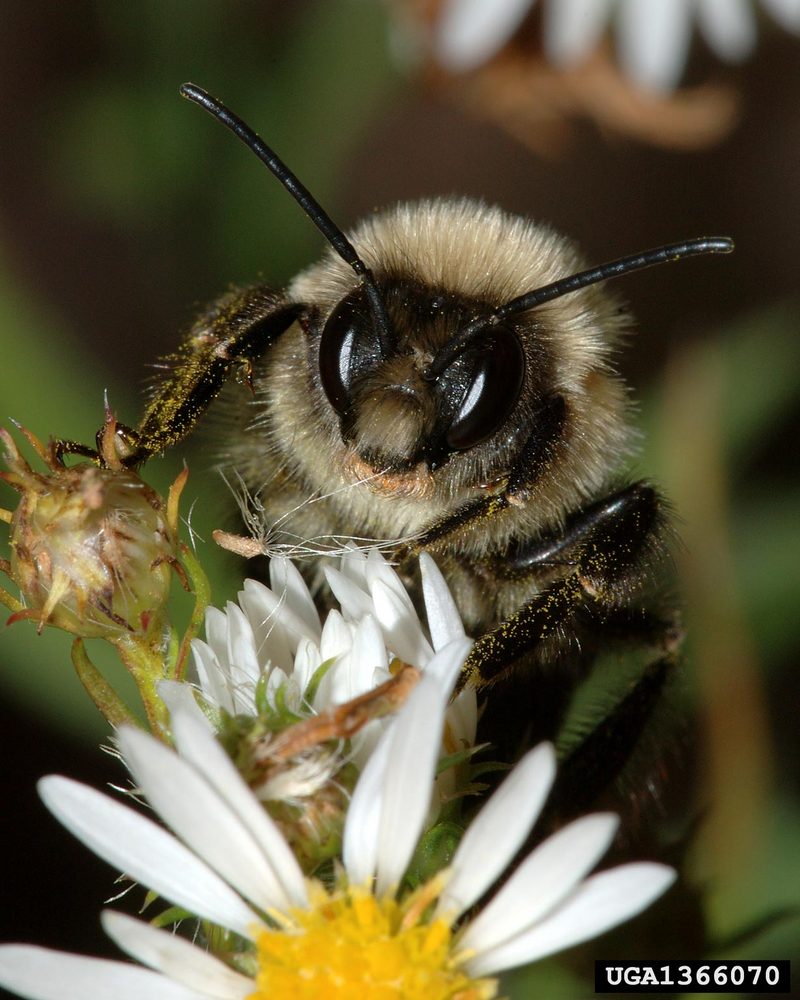 Bumble Bee (Bombus sp.) {!--호박벌류-->; DISPLAY FULL IMAGE.