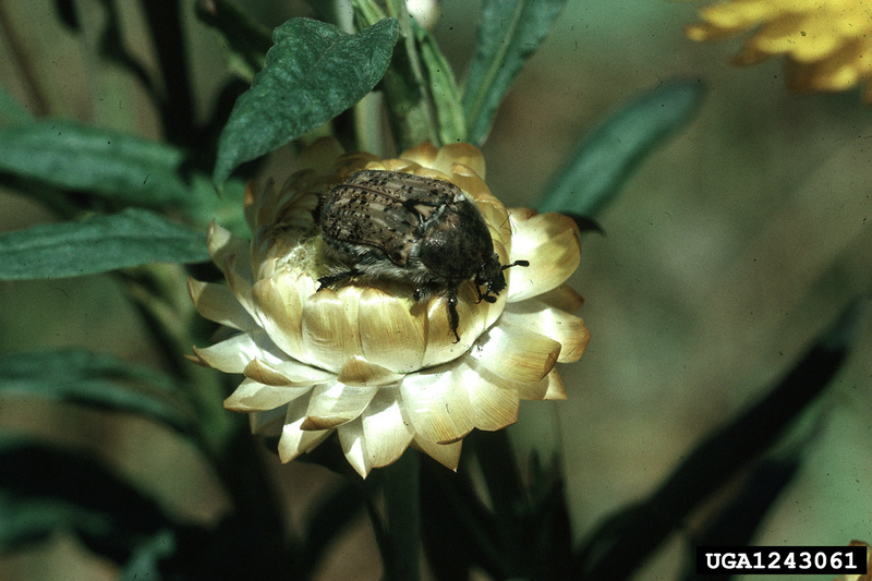 Bumble Flower Beetle (Euphoria inda) {!--호박벌꽃무지-->; DISPLAY FULL IMAGE.