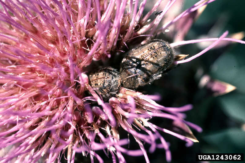 Bumble Flower Beetle (Euphoria inda) {!--호박벌꽃무지-->; DISPLAY FULL IMAGE.